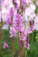 Francoa sonchifolia 'Petite Bouquet', a dwarf perennial with evergreen leaves and pink flower spikes.