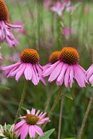 Echinacea purpurea 'Baby Swan Pink', a compact coneflower bearing many pinkish flowers with orange brown cones  from July. Loved by bees.