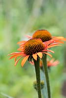 Echinacea Sunseekers Series Red, a compact coneflower bearing many pinkish orange flowers from July. Loved by bees.