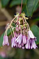 Holboellia latifolia, April