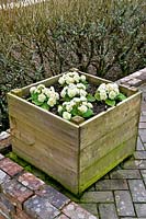 Wooden box planter with yellow flowering Primroses. The Lost Gardens of Heligan, March.