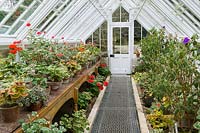 Glasshouse with flowering Pelargoniums and Tibouchinas at The Lost Gardens of Heligan, Cornwall, March.