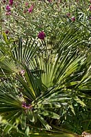 Trachycarpus wagnerianus - Miniature Chusan palm with Knautia macedonica, August.