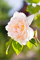 Rosa 'Madame Alfred Carriere' Noisette rose, June.