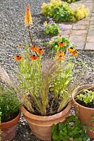 Terracotta pots planted with  Helenium 'Sahin's Early Flowerer', Kniphofia 'Tawny King' and Stipa tenuissima.