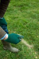 Gardener casting lawn weed and feed granules by hand
