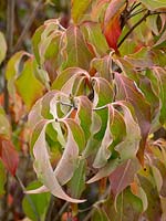 Cornus Kousa 'Milky Way', October.