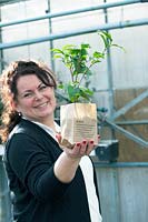 Camillia Sinensis  in love bag. Anne Adams, tea-sommelier, with first tea plant in Europe, November.