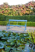 A bright blue painted bench sits on pea shingle by Water Lily filled pond, backed with Vitis coignetiae, Taxus baccata - Yew - hedge and a lower Buxus sempervirens  - Box - hedge.