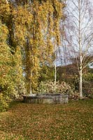 Mature Betula pendula 'Youngii' with autumn coloured leaves by well 