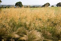 Stipa gigantea and Stipa tenuissima blowing in the wind, with view of the River Stour.