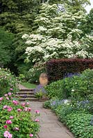 View through Rose Garden at Newby Hall, to white flowering Chinese dogwood, Cornus kousa 'Milky Way' and behind a copper beech hedge.