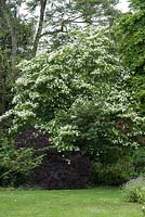 Cornus 'Norman Haddon', a small spreading tree that is a hybrid between C. capitata and C. kousa - National Collection of  Cornus at Newby Hall.