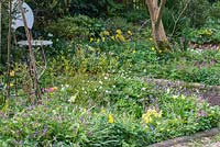 A mixed spring border planted with Geraniums, Celandine, Corydalis, Pulmonaria, Primula and Daffodils.