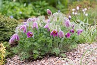 Pulsatilla vulgaris, pasque flower, a clump forming perennial with hairy bell-shaped flowers.
