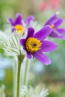 Pulsatilla vulgaris, pasqueflower, a clump forming, deciduous perennial flowering - April