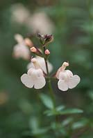 Salvia 'Creme Caramel',  a shrubby perennial with creamy flowers with apricot-tinted calyces, from May until November.