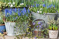 Early spring planters of Muscari 'Big Smile', a large flowered blue grape hyacinth, violas, heather, periwinkle and Vinca minor 'Argenteovariegata'. 