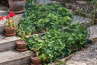 Protecting strawberries from birds with netting stretched over metal hoops 