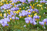 Purple and yellow crocuses naturalised into a grassy bank at Colesbourne Park, February.