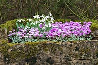 A stone trough planted with a clump of snowdrops amidst Cyclamen coum.