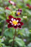 Dahlia 'Mary Eveline'. 