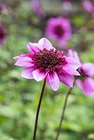 Dahlia 'Blue Bayou'.