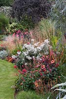 White flowers of Anaphalis triplinervis, pearly everlasting, in border with haze of Deschampsia flexuosa, dahlias and Salvia 'Embers Wish'