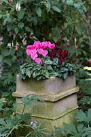 Autumn cyclamen in an old chimney pot.