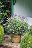 In pot, Salvia 'Dayglow' with pink marguerites.