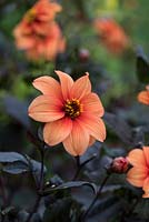 Dahlia 'Catherine Deneuve', a sultry single dahlia with near black foliage, flowering from August into autumn.