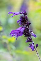 Salvia 'Amistad', sage, a perennial with aromatic foliage that flowers from August into autumn.
