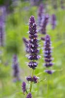 Agastache 'Black Adder,'  giant hyssop, an herbaceous perennial with aromatic leaves, providing winter structure.