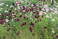 Allium sphaerocephalon, drumstick alliums, mingling with pink marguerites, from July