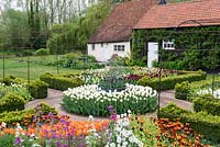 A formal spring garden with box edged beds filled with tulips around a central island bed with Tulipa 'Angel's Wish'.