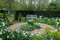 A spring garden enclosed by a yew hedge. A circular path and island bed are surrounded by tulip 'Angel's Wish', euphorbia and topiary box.