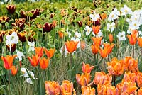 A spring combination of Tulipa 'Ballerina' and 'Abu Hassan' with Narcissus poeticus var. recurvus.