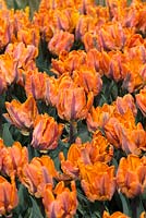 Tulip 'Orange Princess', a double late tulip with sunset orange flowers.