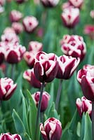 Tulip 'Fontainebleau', deep maroon Triumph tulip with white edged petals.