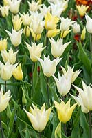 Tulipa 'Sapporo', a late flowering Ivory white tulip - April
