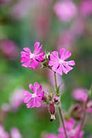 Silene dioica - June