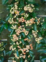 Pyracantha angustifolia or narrowleaf firethorn trained against the wall.