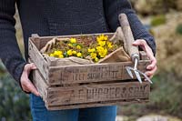 Girl holding wooden box with Aconites - Eranthis hyemalis, February.