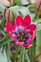 A close up of Tulipa 'Little Beauty'.