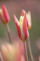 Tulipa clusiana 'Persica' 