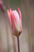 Tulipa clusiana dc