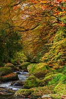 A view of a rocky stream surrounded by Autumn trees.