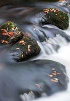 Water flowing over mossy rocks and autumnal leaves
