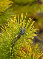 Pinus contorta 'chief joseph', January.