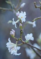 White flower of Daphne bholua 'hazel edwards', January.
